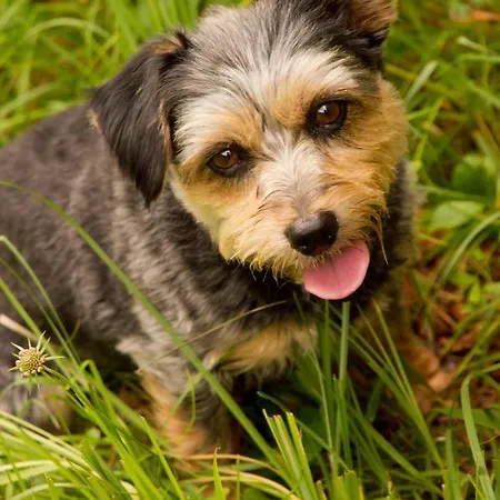 Naturhotel Eng 辛特利斯